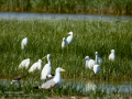 Garceta común - Egretta garzetta - Martinet blanc comú