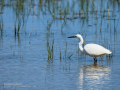 Garceta común - Egretta garzetta - Martinet blanc comú