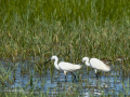Garceta común - Egretta garzetta - Martinet blanc comú