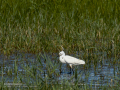 Garceta común - Egretta garzetta - Martinet blanc comú