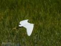 Garceta común - Egretta garzetta - Martinet blanc comú