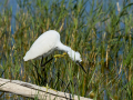 Garceta común - Egretta garzetta - Martinet blanc comú
