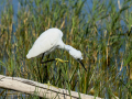 Garceta común - Egretta garzetta - Martinet blanc comú