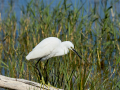 Garceta común - Egretta garzetta - Martinet blanc comú