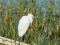 Garceta común - Egretta garzetta - Martinet blanc comú