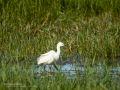 Garceta común - Egretta garzetta - Martinet blanc comú