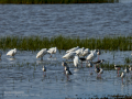 Garceta común - Egretta garzetta - Martinet blanc comú