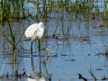 Garceta común - Egretta garzetta - Martinet blanc comú