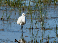 Garceta común - Egretta garzetta - Martinet blanc comú