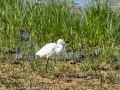 Garceta común - Egretta garzetta - Martinet blanc comú