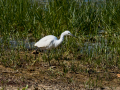 Garceta común - Egretta garzetta - Martinet blanc comú