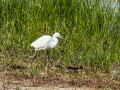 Garceta común - Egretta garzetta - Martinet blanc comú