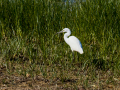 Garceta común - Egretta garzetta - Martinet blanc comú