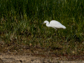 Garceta común - Egretta garzetta - Martinet blanc comú