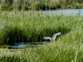 Garceta común - Egretta garzetta - Martinet blanc comú