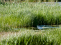 Garceta común - Egretta garzetta - Martinet blanc comú
