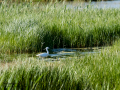 Garceta común - Egretta garzetta - Martinet blanc comú