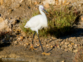 Garceta común - Egretta garzetta - Martinet blanc comú
