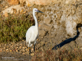 Garceta común - Egretta garzetta - Martinet blanc comú