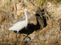 Garceta común - Egretta garzetta - Martinet blanc comú