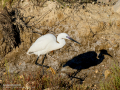 Garceta común - Egretta garzetta - Martinet blanc comú
