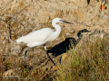Garceta común - Egretta garzetta - Martinet blanc comú