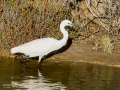 Garceta común - Egretta garzetta - Martinet blanc comú