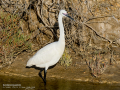 Garceta común - Egretta garzetta - Martinet blanc comú