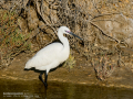 Garceta común - Egretta garzetta - Martinet blanc comú