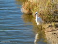 Garceta común - Egretta garzetta - Martinet blanc comú