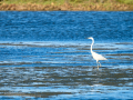 Garceta común - Egretta garzetta - Martinet blanc comú