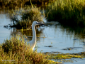 Garceta común - Egretta garzetta - Martinet blanc comú