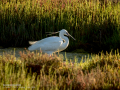 Garceta común - Egretta garzetta - Martinet blanc comú