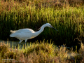 Garceta común - Egretta garzetta - Martinet blanc comú