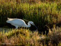 Garceta común - Egretta garzetta - Martinet blanc comú