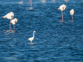 Garceta común - Egretta garzetta - Martinet blanc comú