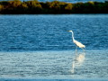 Garceta común - Egretta garzetta - Martinet blanc comú