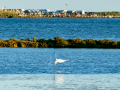 Garceta común - Egretta garzetta - Martinet blanc comú