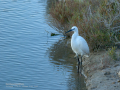 Garceta común - Egretta garzetta - Martinet blanc comú