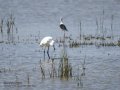 Garceta común - Egretta garzetta - Martinet blanc comú