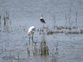 Garceta común - Egretta garzetta - Martinet blanc comú