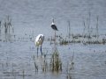 Garceta común - Egretta garzetta - Martinet blanc comú