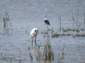 Garceta común - Egretta garzetta - Martinet blanc comú