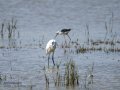 Garceta común - Egretta garzetta - Martinet blanc comú