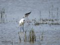 Garceta común - Egretta garzetta - Martinet blanc comú