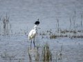 Garceta común - Egretta garzetta - Martinet blanc comú