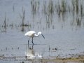 Garceta común - Egretta garzetta - Martinet blanc comú