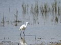 Garceta común - Egretta garzetta - Martinet blanc comú