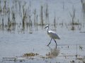 Garceta común - Egretta garzetta - Martinet blanc comú