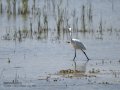 Garceta común - Egretta garzetta - Martinet blanc comú